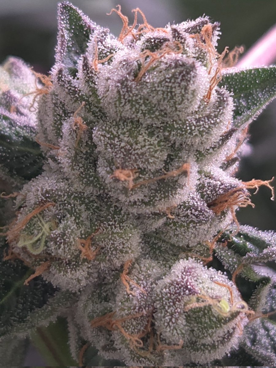 The Victoria Cannabis Company tweet media