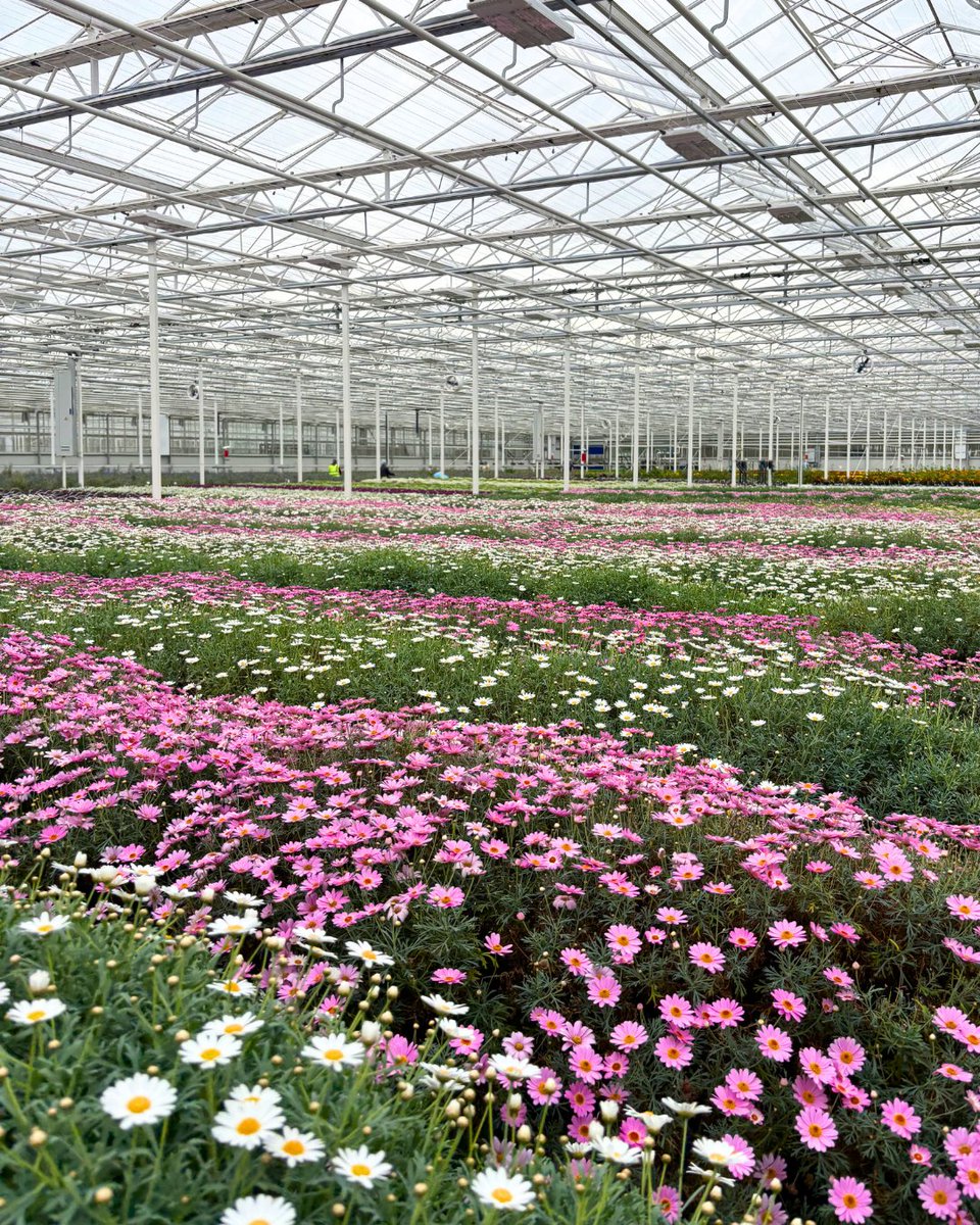 WestlandsUK's tweet image. The uniformity. 👌 Our British grown Edible Daisies are available in a mix of pinks, whites, and purples. Get them at your nearest stockist: ow.ly/aHxf50YKoEA

#EdibleDaisies #EdibleFlowers #BritishGrown