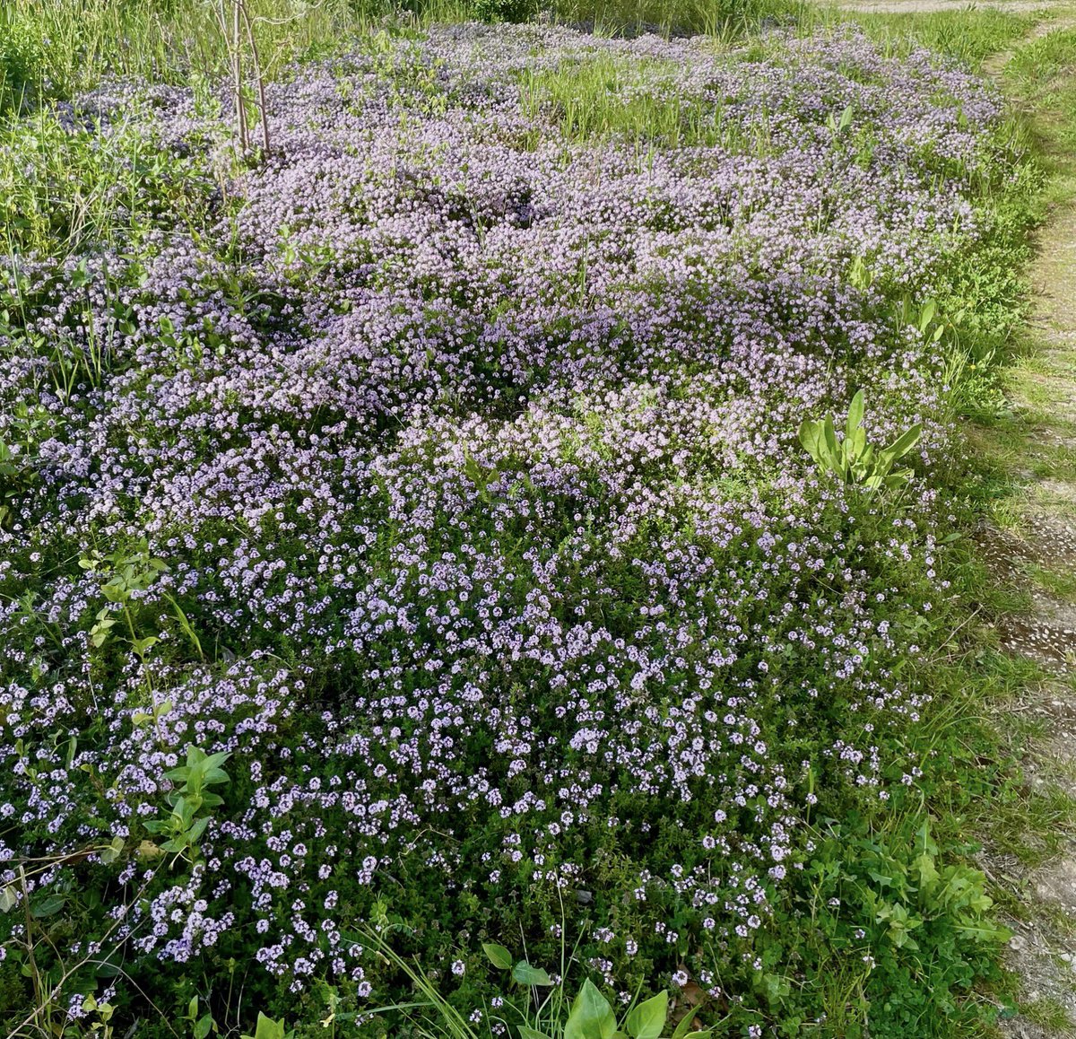 Catherine Lysistrata tweet media