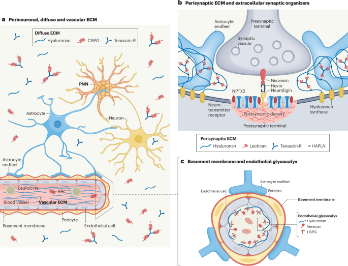 Nat Rev Neurology tweet media