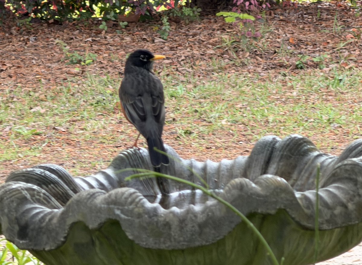xDontxPaniic's tweet image. #birds