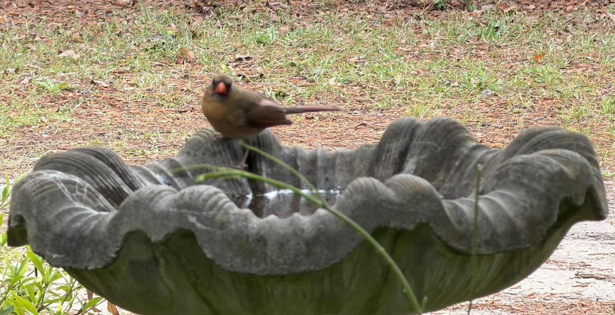 xDontxPaniic's tweet image. #birds