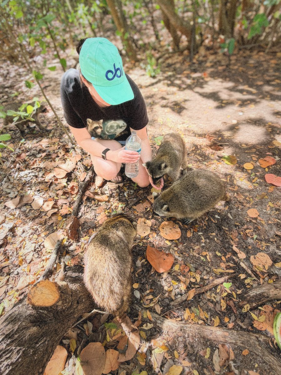 caroline mccarthy 🦝 tweet media