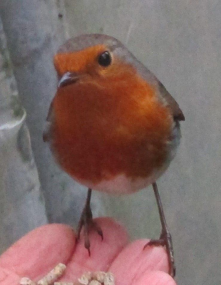 nickykylegarden's tweet image. This #EarthDay - let us remember that we hold the #future of all #biodiversity in our hands. We share #DNA with all creatures on earth - what harms their future also harms ours - everything is connected. Grow #organic #peatfree and ban #pesticides now.🙏🌍