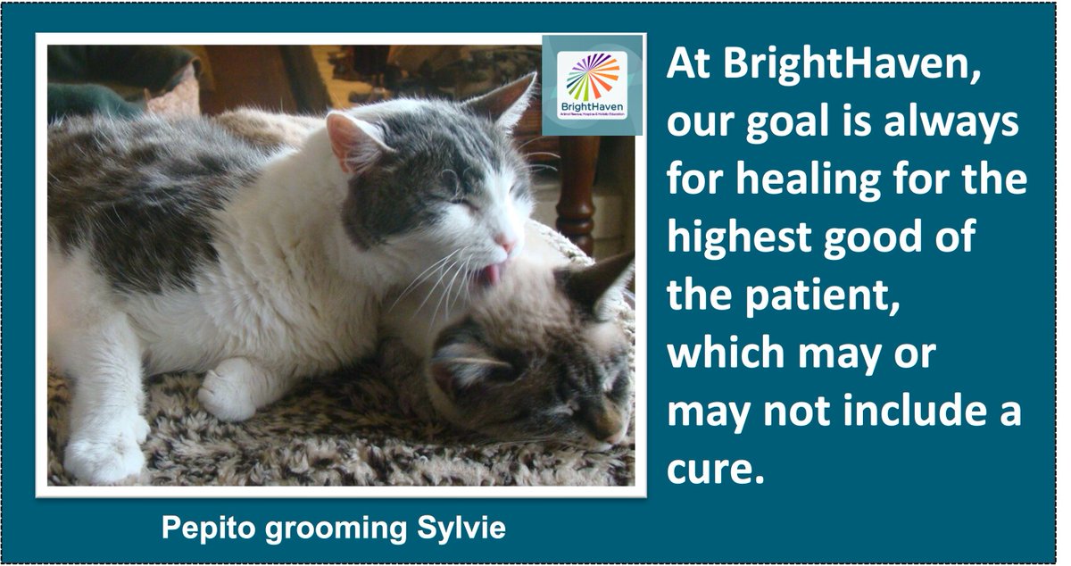 BrightHaven's tweet photo. And at BrightHaven, healing is all about balance of body, mind &amp; spirit, regardless of circumstances. #brighthaven #animals #pethealth https://t.co/WGhtVAEviY