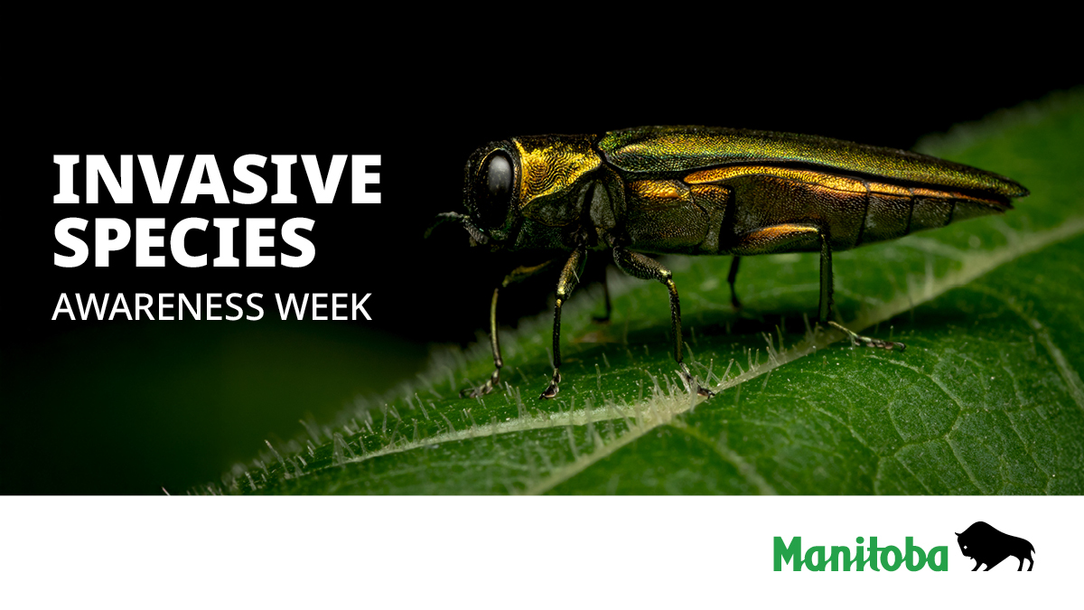 Manitoba Government tweet media