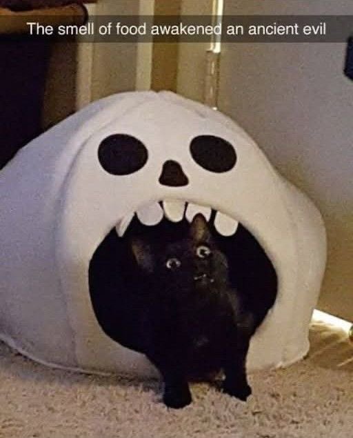 Black cats are not bad luck (@visualscat) on Twitter photo 