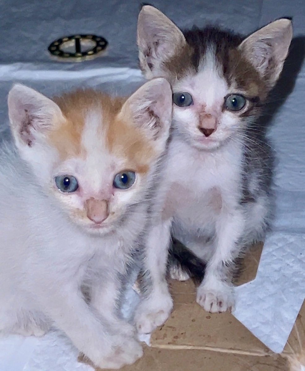 Amigos, toda ajuda é bem-vinda!
Os gatinhos e cachorrinhos estão precisando de ração e até o momento não estamos conseguindo. Tem uma turminha que precisa de sachês, tapetinhos higiênicos. A também areia acabou.
O que o abrigo consegue é dividido com a turminha da rua