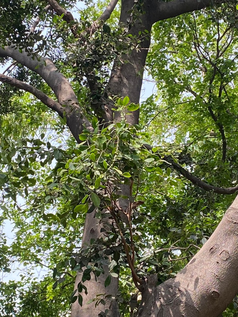 Usha Wildflower 🌱📚 🍀 tweet media