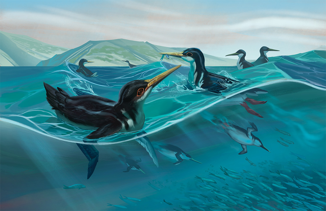 KsepkaLab's tweet photo. We've learned so much about penguin evolution in the past few years!  Learn about warm-weather cousins of emperor penguin, 60 million year old "proto-penguins" and 300lb giants.

My piece in American Scientist is live, which glorious art by @GiovaFavazzi 

https://t.co/hyaQj15RB2 https://t.co/WIp6coplko