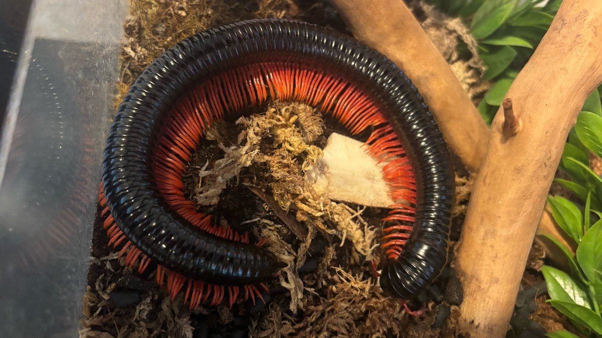 🪶 𒉭 Ethical Scientist 𓆣 ⚰️ tweet media