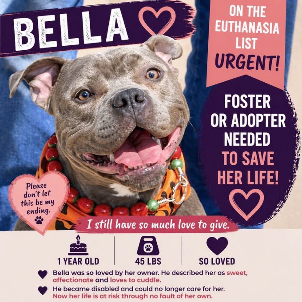 MSC1111's tweet image. Bella #251468  1 yo 45lbs #NYCACC #StatenIsland.
@PoundHoundsResQ @muddypawsNE @AMAAnimalRescue @MiracleLnResq @SCARRescue @nycscr @bestfriends
@WaggytailRescue @BadassDogRescue @ForBlakesSake @AmsterDogRescue