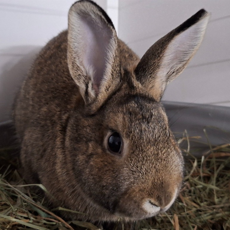 RabbitNetwork's tweet photo. Meet Elf, a sweet #bunny who was previously adopted and returned due to his passion for nighttime activities. He is looking for a forever home where his natural bun-struction tendencies can flourish! 🪓 Elf also loves cuddling with his family. Learn more: https://t.co/JjiAi3TvCw https://t.co/YLh2Vrq9I5