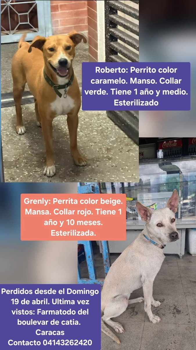PerroUsuario's tweet image. Se buscan en Catia Caracas. "Son 2 perritos comunitarios de la zona F del 23 de Enero. Se perdieron el 19 de abril en la noche en las inmediaciones de farmatodo del boulevar de Catia. Ellos acostumbran a acompañar a los vecinos. Esta vez acompañaron a una vecina y no volvieron"