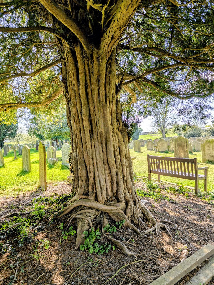 Papadopoli60571's tweet image. #trees