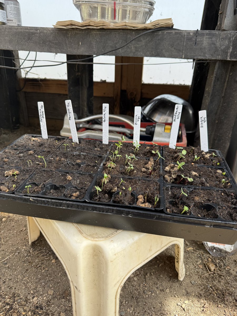 Morning Star Seeds tweet media