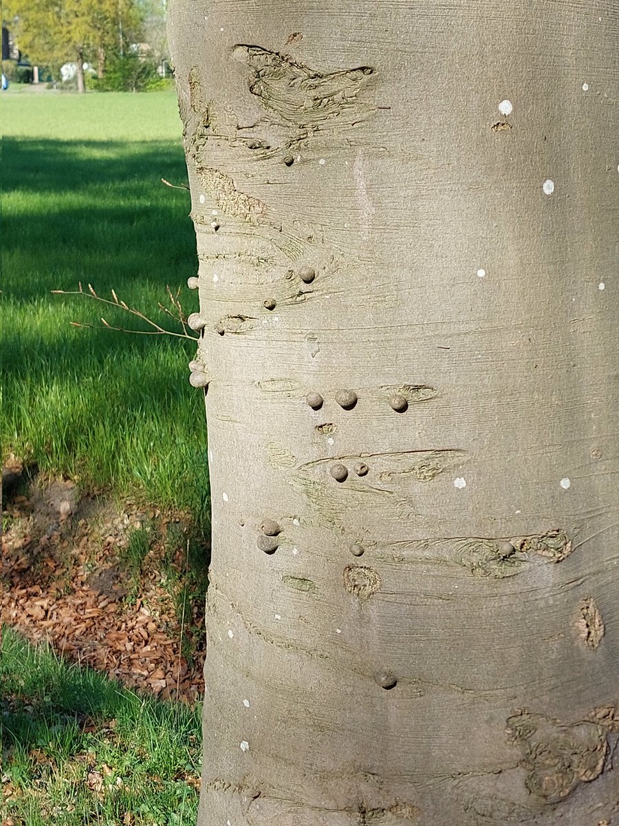 galactotus's tweet image. #Trees  #pukkels