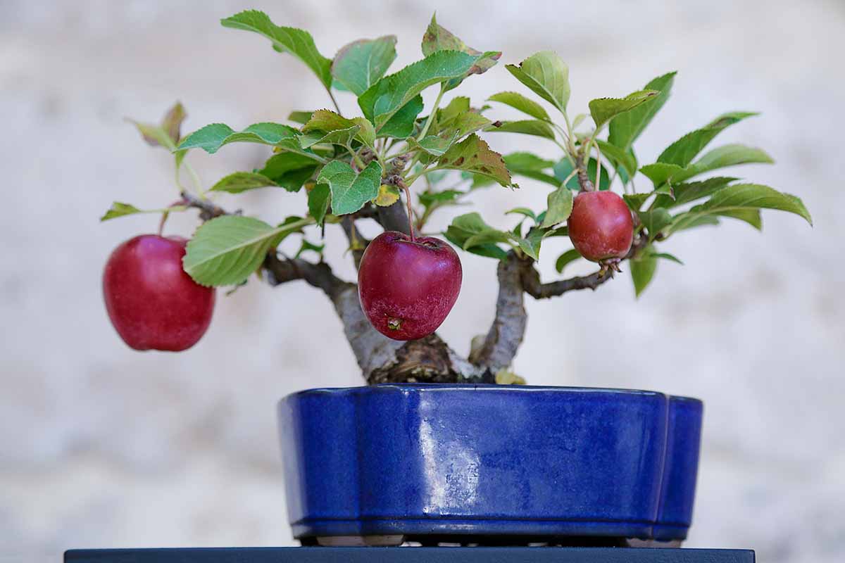 Gardeners_Path_'s tweet image. Tips for Growing Bonsai Apple Trees - Apple bonsai are dramatic, striking trees in a small package, with full-sized fruits on a tiny plant. Learn how to grow and shape your own in this guide on Gardener's Path. #bonsai #gardeningtips #gardening gardenerspath.com/plants/fruit-t…