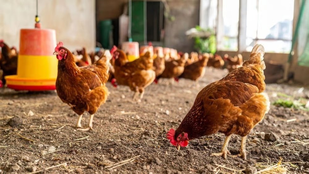 Retour de la grippe aviaire en Côte d’Ivoire : un foyer H5N1 a causé la mort d’environ 95 000 volailles, mettant sous pression un secteur clé de l’autosuffisance alimentaire. 🐔⚠️
#CotedIvoire #GrippeAviaire