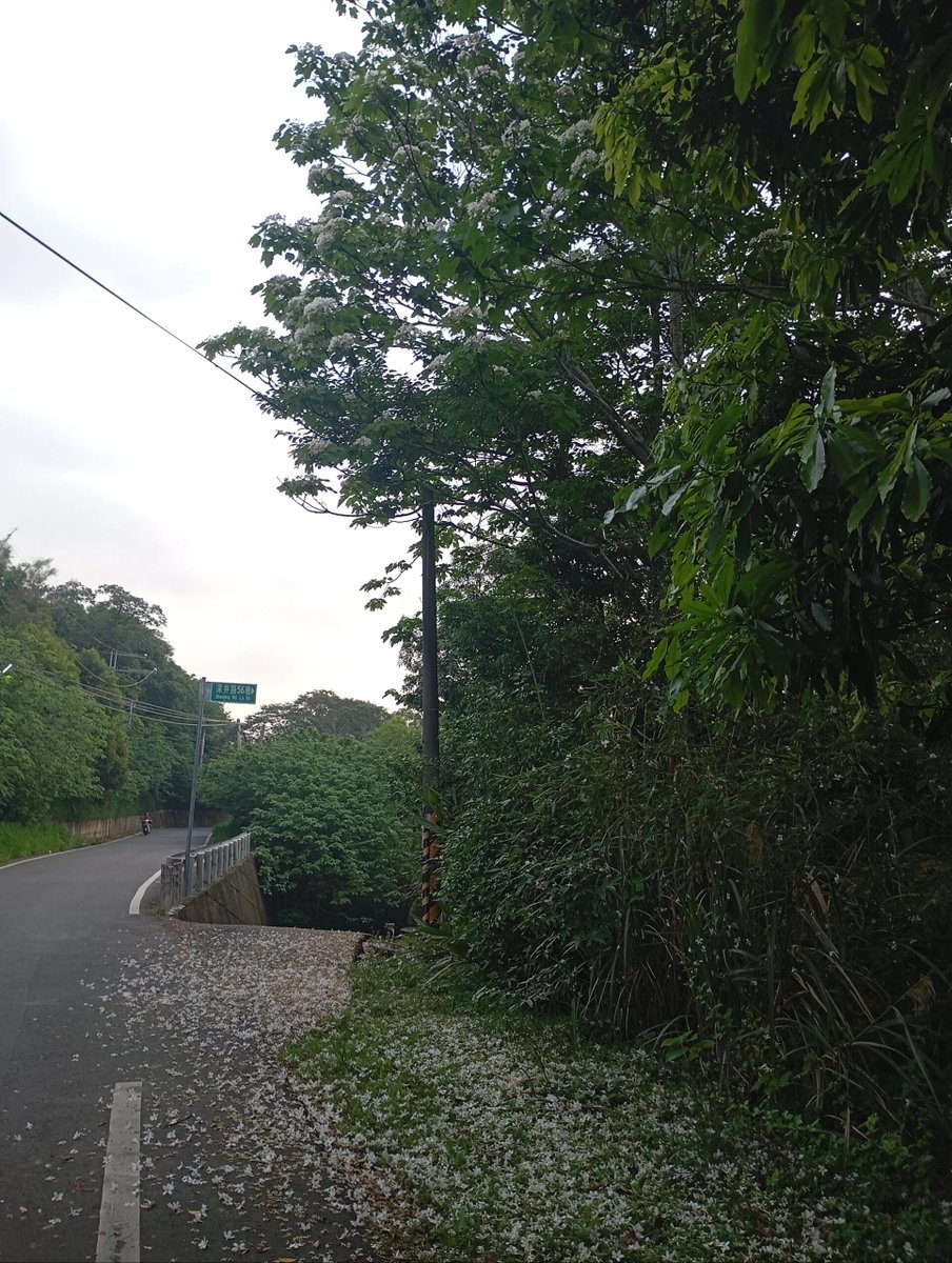 ほししお tweet media