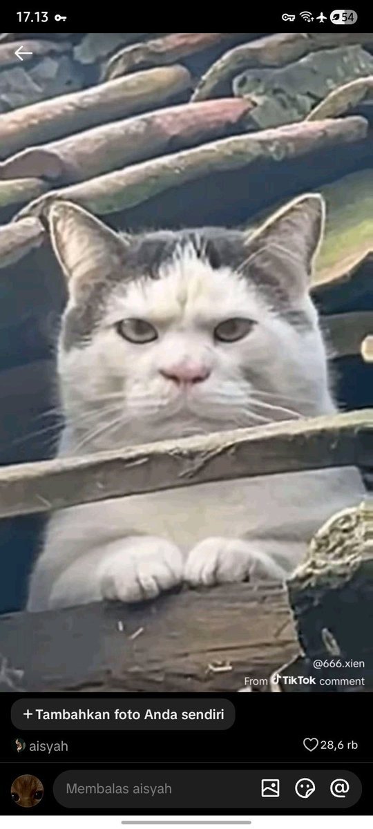 themamsss tweet media