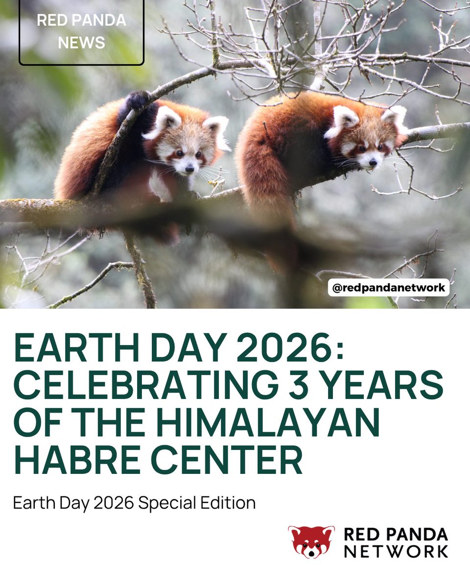 Red Panda Network tweet media