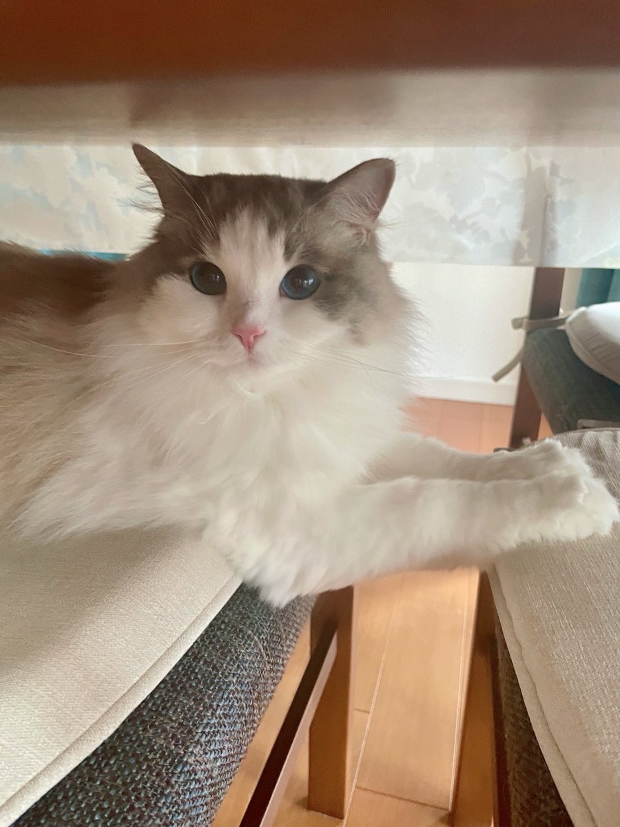 いすはぜんぶ猫のもの

 #猫がいる幸せ #ねこかわいいね