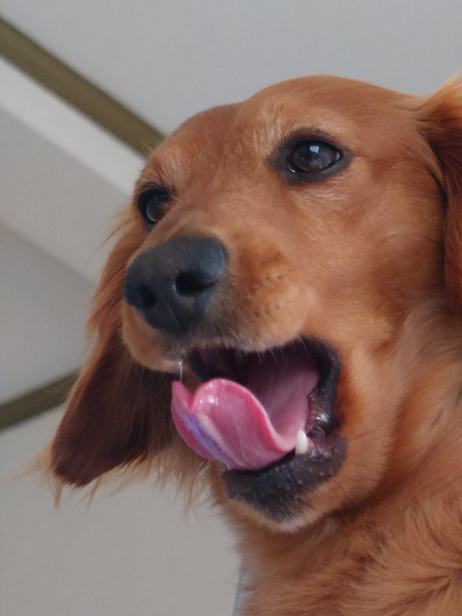 ラッキー tweet media