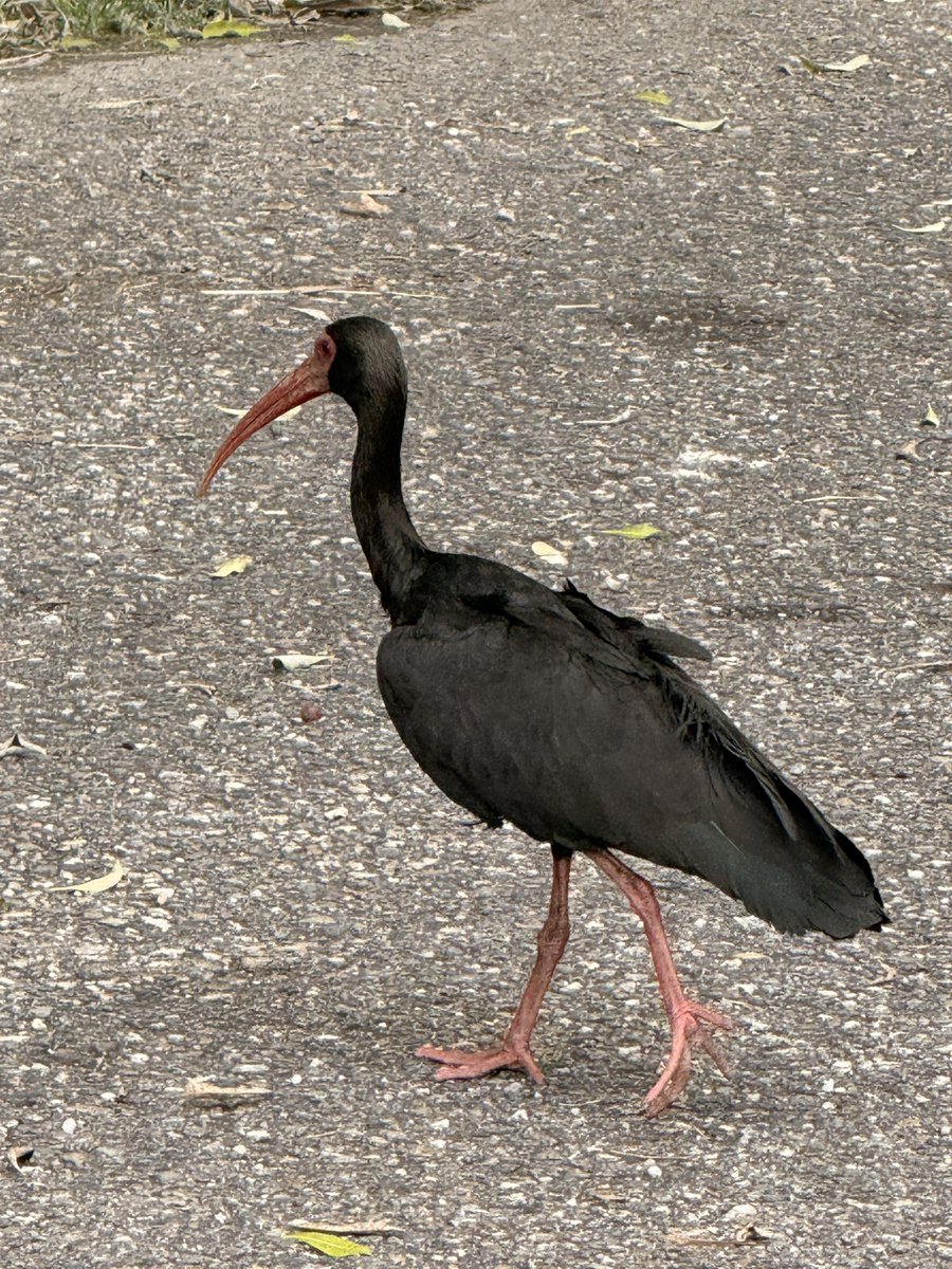 Humberto tweet media