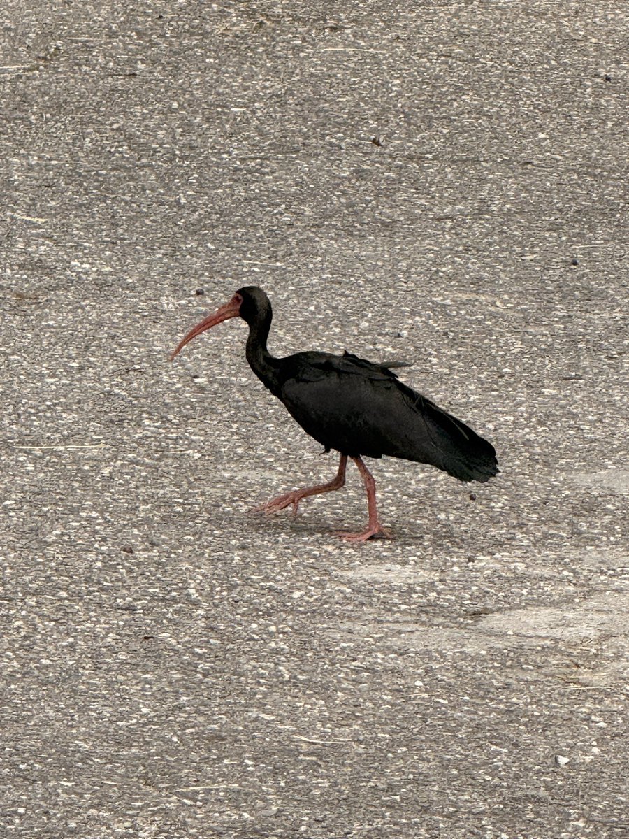 Humberto tweet media