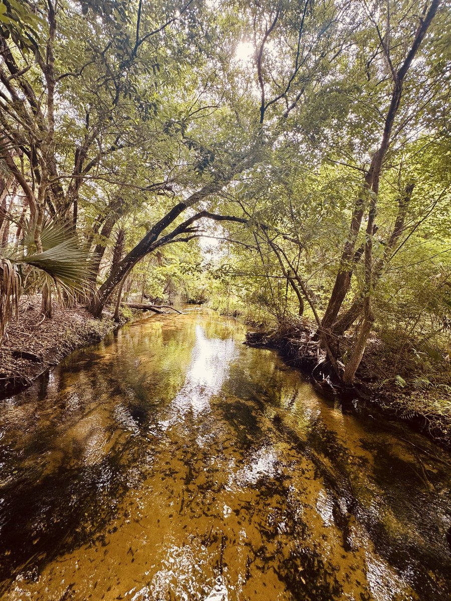 dolbyl's tweet image. Happy Earth 🌎 Day!!! #optoutside #getoutside #nature #NaturePhotography #lovefl #hikefl #hikeflorida #floridatrails #trailslikethese #earthday