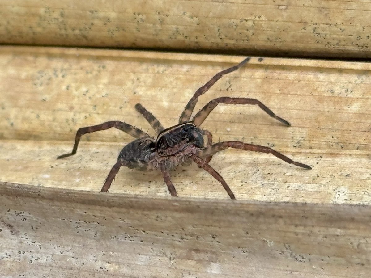 dolbyl's tweet image. Happy Earth 🌎 Day!!! #optoutside #getoutside #nature #NaturePhotography #lovefl #hikefl #hikeflorida #floridatrails #trailslikethese #earthday