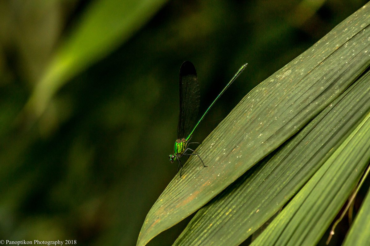 PhotoPanoptikon's tweet image. Some close-ups from the Ecuadorian Amazon rainforest (photos 1 and 4) and the Sinharaja Forest Preserve (photos 2 and 3)...

@PhotoPanoptikon 

#travelphotography #wildlifephotography #NaturePhotography