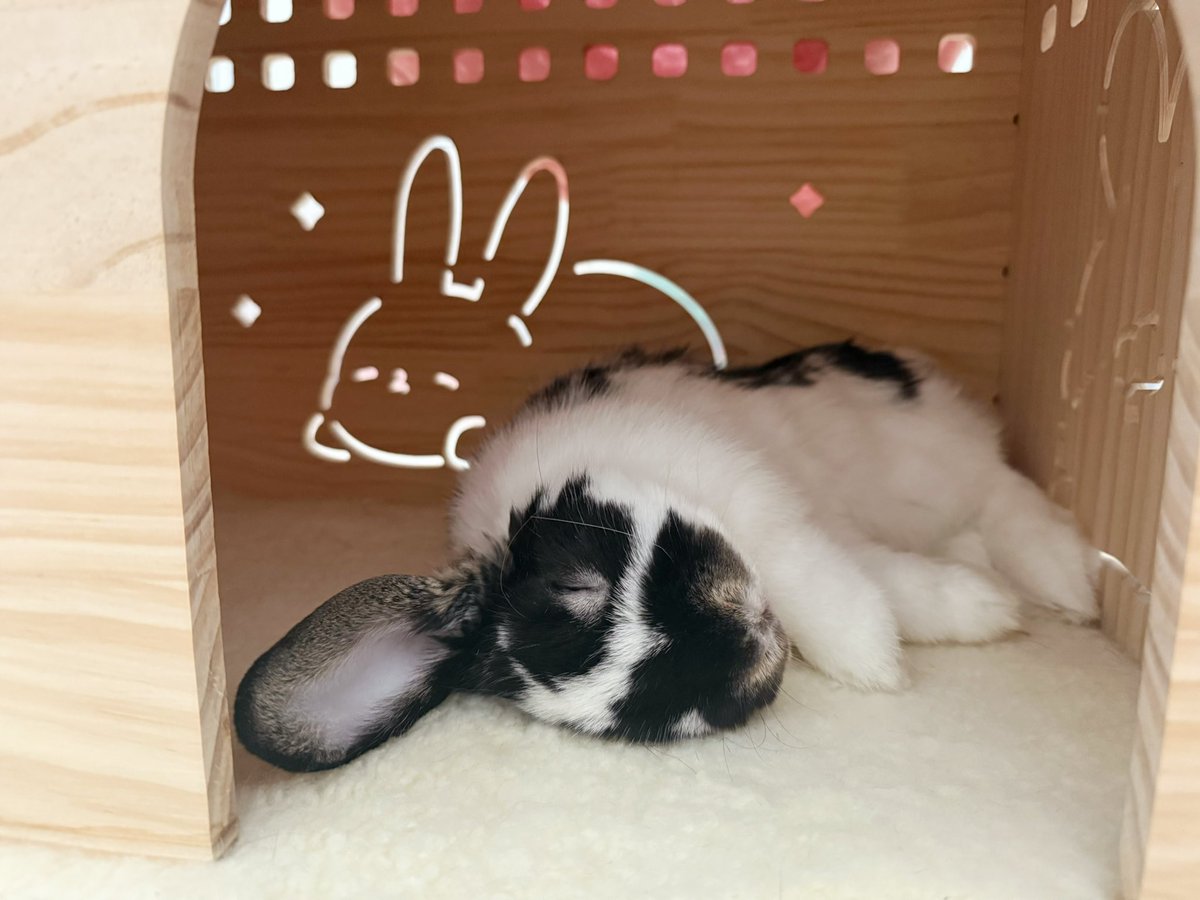 oswald オズワルド & daisy デイジー tweet media