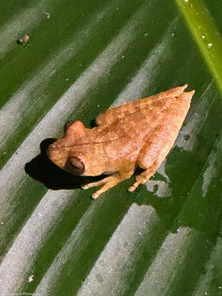PhotoPanoptikon's tweet image. Some close-ups from the Ecuadorian Amazon rainforest (photos 1 and 4) and the Sinharaja Forest Preserve (photos 2 and 3)...

@PhotoPanoptikon 

#travelphotography #wildlifephotography #NaturePhotography