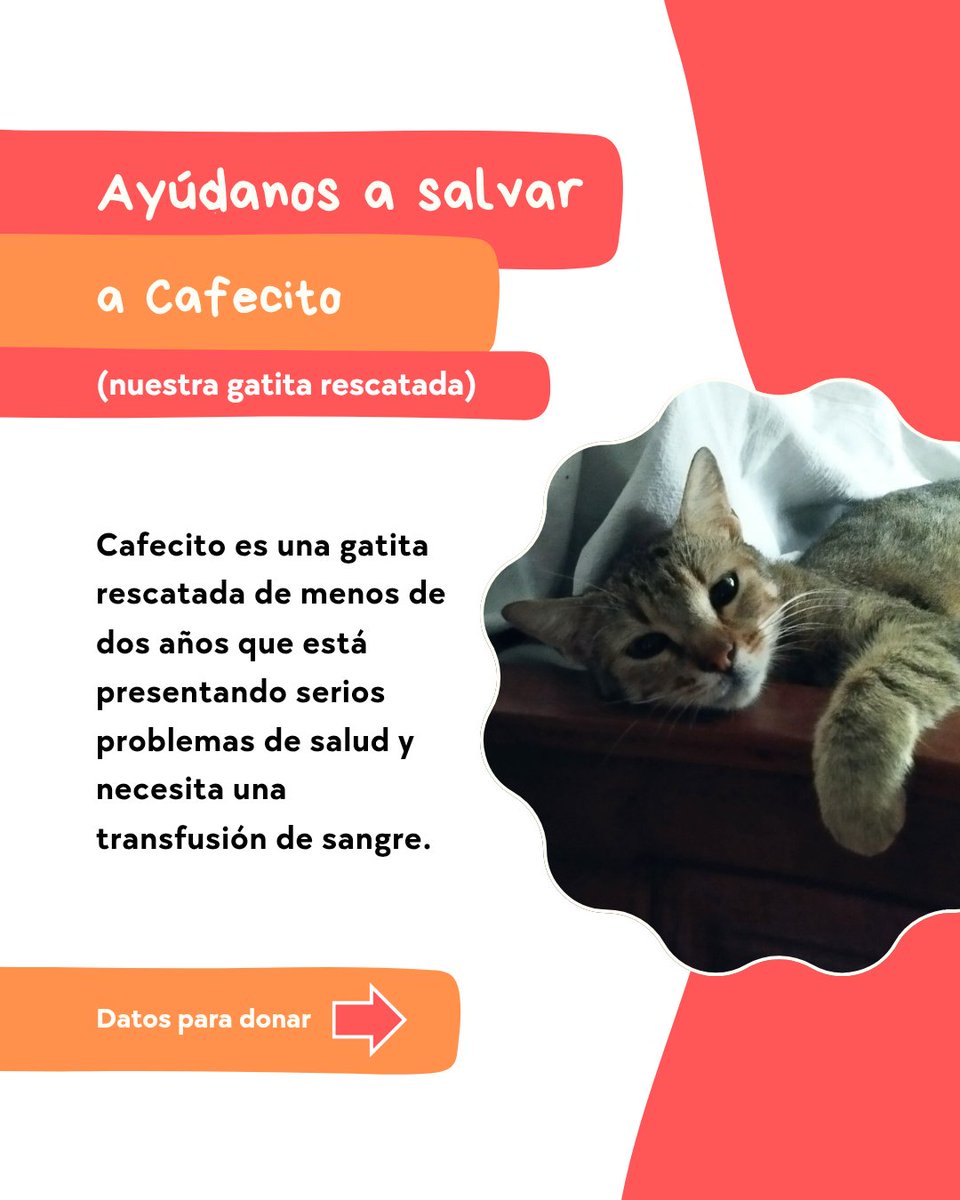 Ricardo Sarco Lira🌈 tweet media