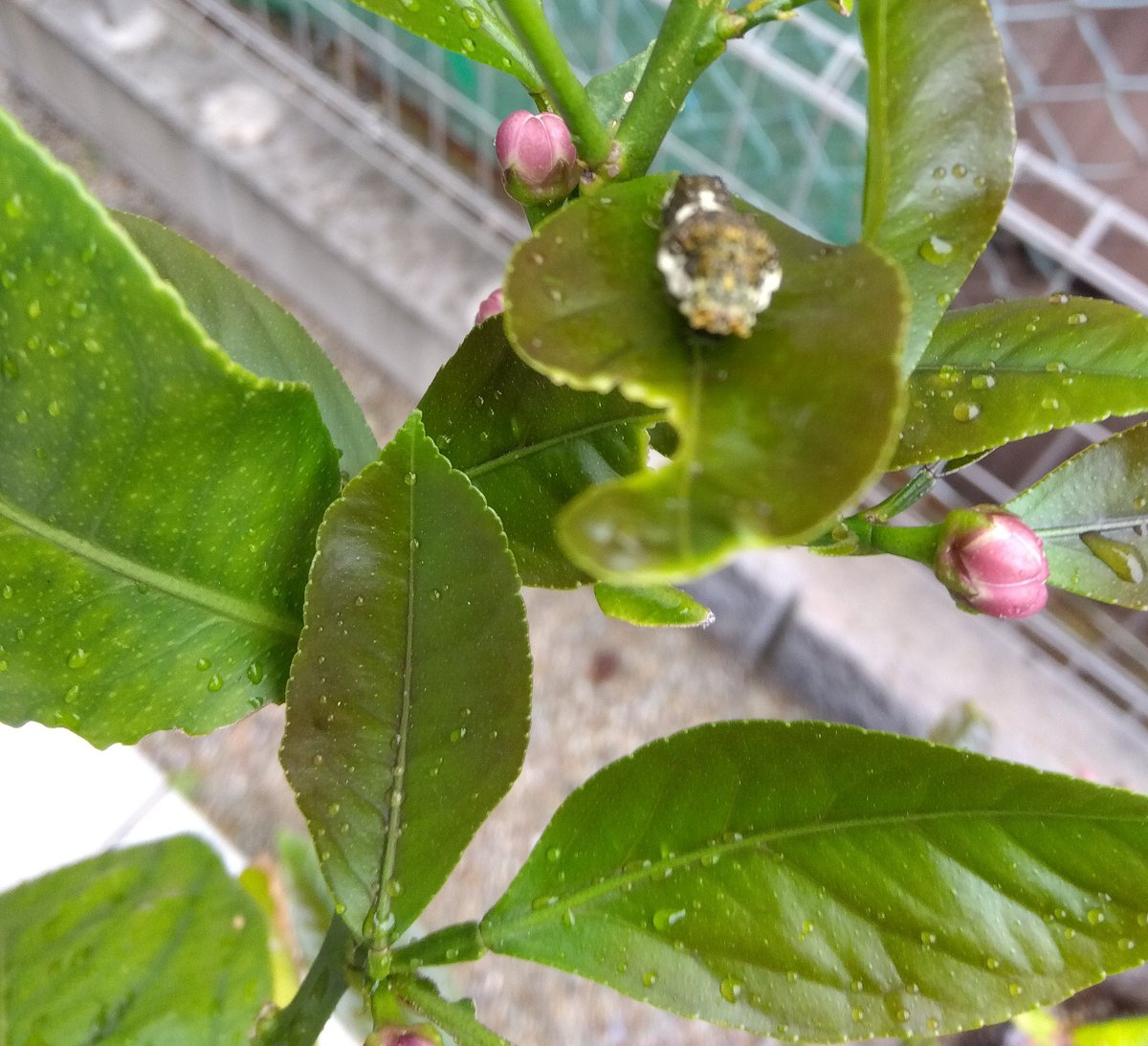 あっ…！
まだ新しい葉っぱ出たばっかなのに
もうはや揚羽Babyが居てるやん！！