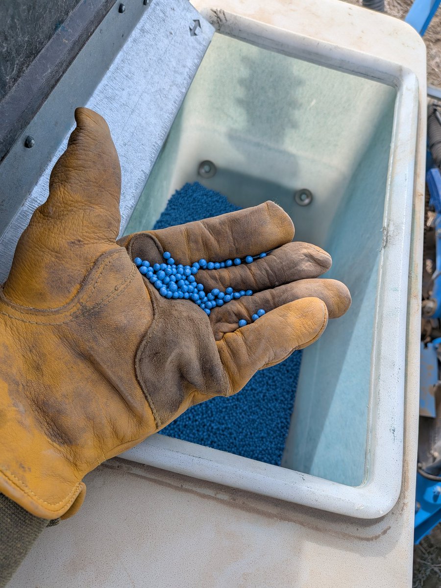 willmuller3's tweet image. Switching over to sugarbeets today. After a week of heat and now relentless wind, #Plant26 is already keeping us on our toes, snow in the forecast for the weekend. Typical spring. 💨🌡️❄️ #agtwitter #sugarbeets #farming