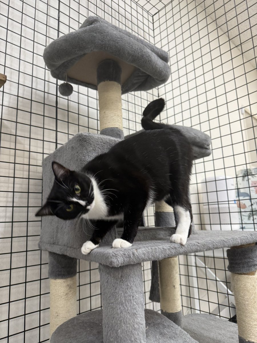 You guys, come on California… these cattos are insanely sweet 🫠🫠🫠