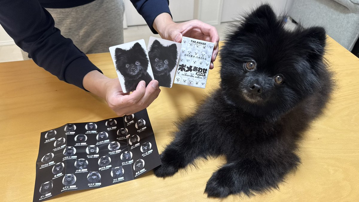 ポメあわせが届きました！ 黒と白どっちもとっても可愛いです