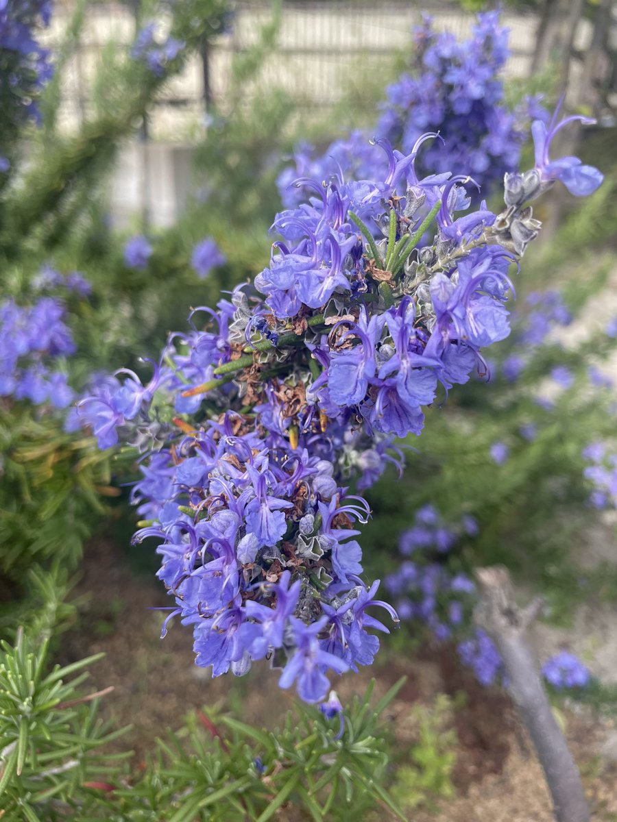 Guchi19a's tweet photo. 庭の花が色々咲いてきてる
春ですね〜
おはようございます🌞 https://t.co/JMhh5qtpPP