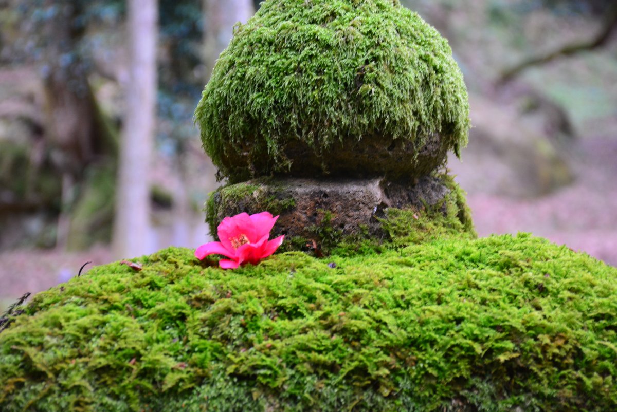【公式】那谷寺Natadera 石川県小松市 奇岩・花・苔・紅葉の寺 tweet media