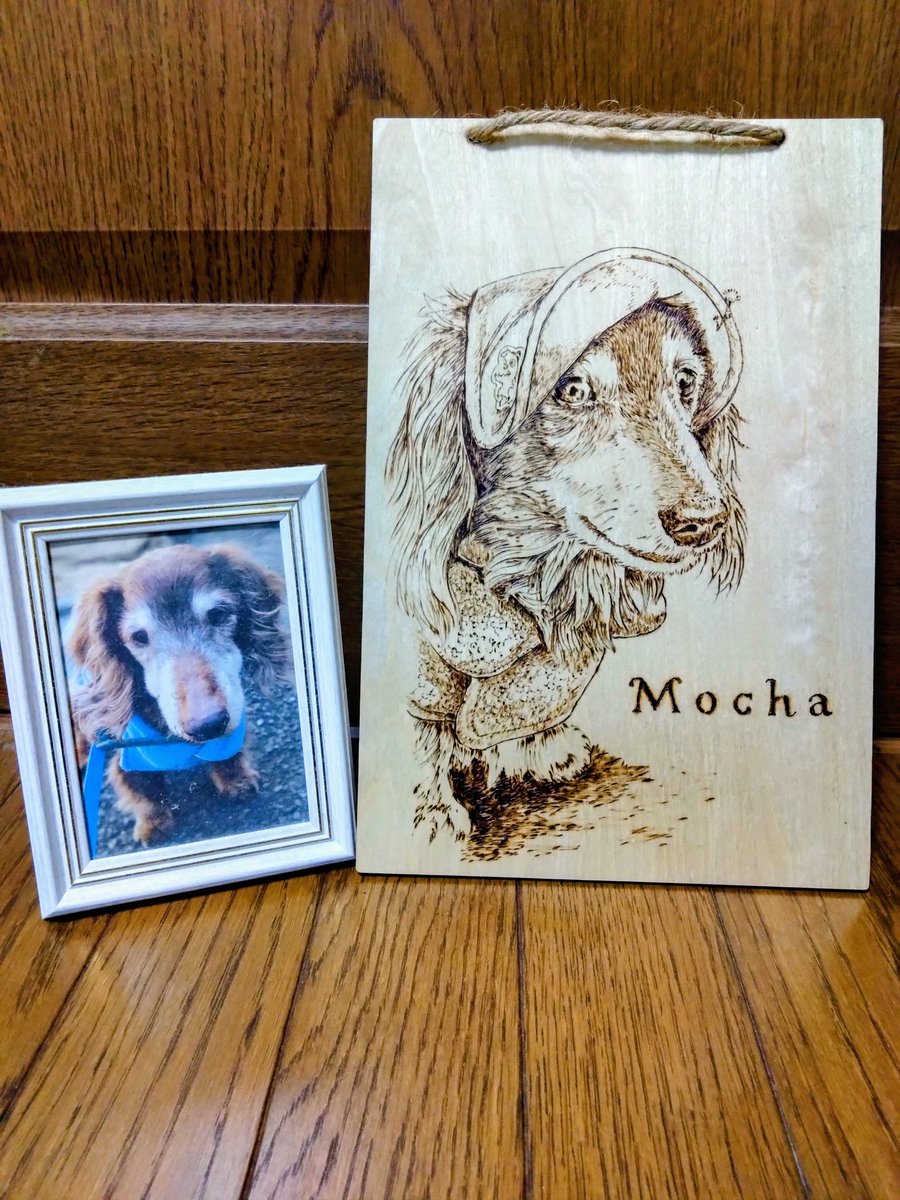 🐶モカ🌈１７歳7ヶ月🐾 tweet media