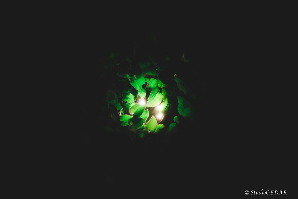 すぎっち / StudioCEDAR tweet media