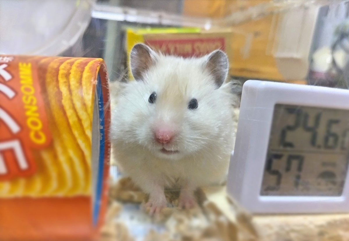 琴🐹🍀 tweet media