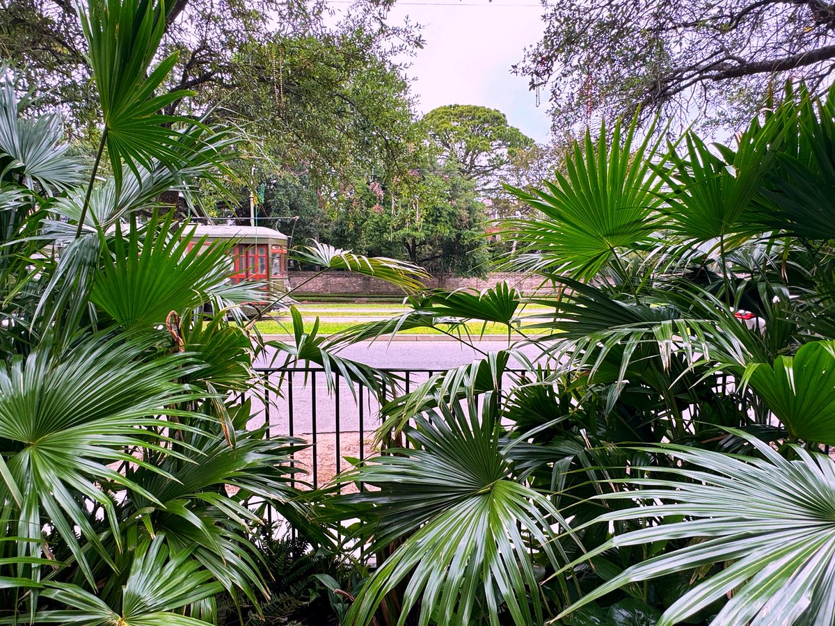 DavidMora's tweet image. Quick escape to the Hotel Henrietta on St. Charles Avenue 🌿⚜️

#NewOrleans