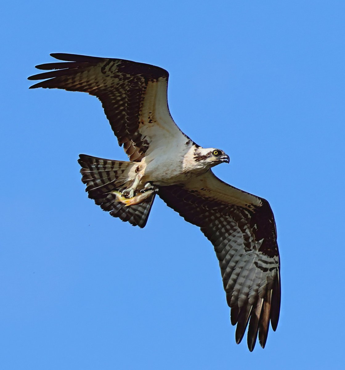 MPanda73's tweet image. @BirdCentralPark #birdcpp Happy Earth Day! Trying out new equipment. Still haven't figured out how to use it to the fullest. Early days yet. Great egret, osprey, green heron and hooded warbler. Central Park this week.#earthday #birds #birdphotography #nature #wildlife