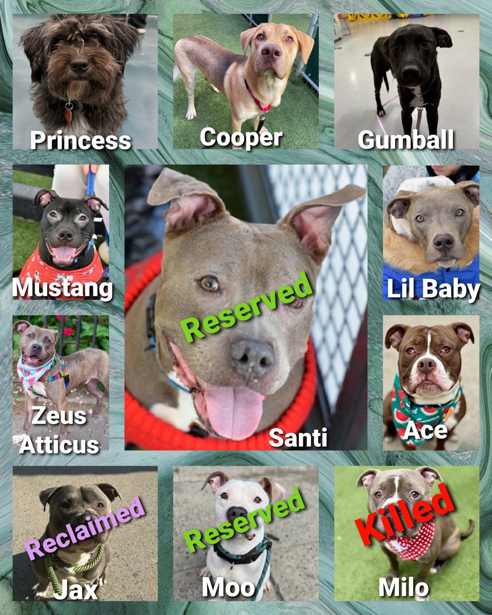 Morgan Fairchild's Dogs tweet media