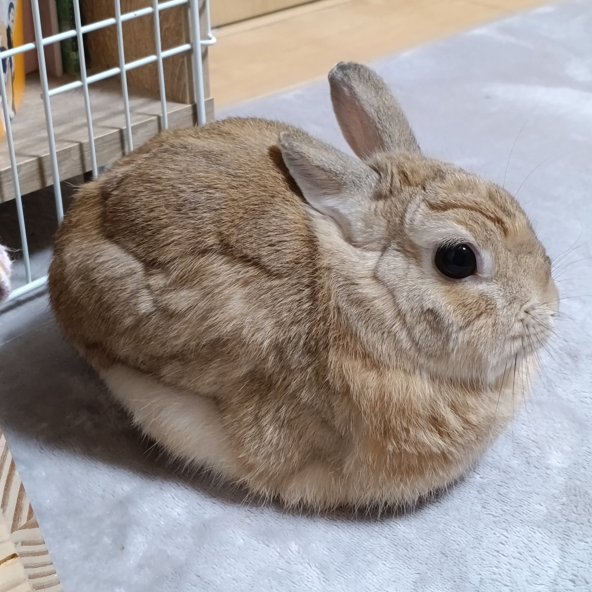 モンさん tweet media