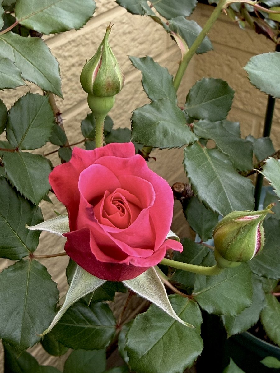 あげは tweet media